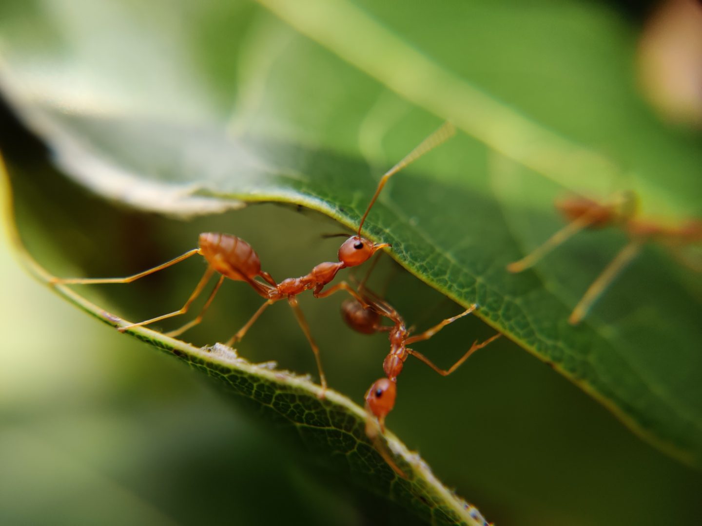 5 Effective Ways To Get Rid of Ants In Your Vegetable Garden Yard Kidz
