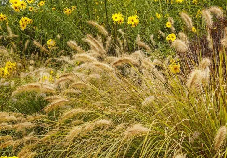 Best Ornamental Grasses For California And Nevada Yard Kidz