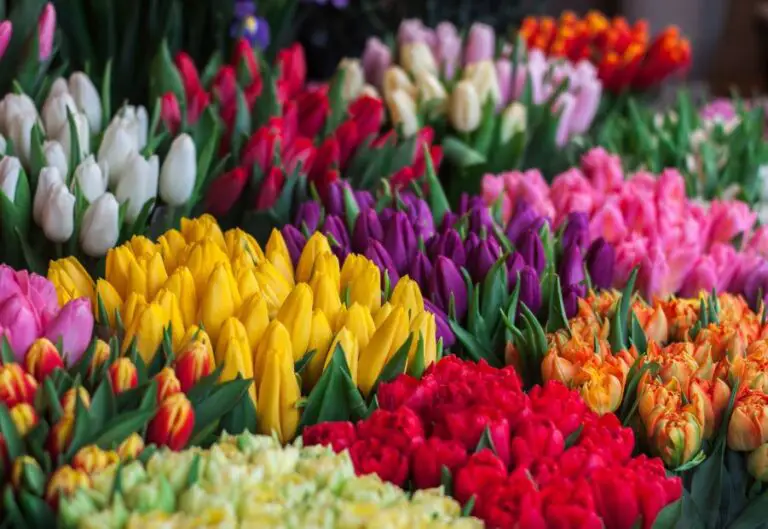 Most Common Flower Color In The World Yard Kidz