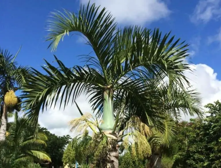 Growing Spindle Palm Trees How to Take Care of a Spindle Palm Yard Kidz