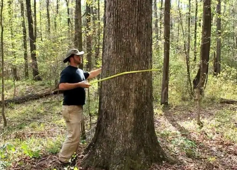 how-to-determine-the-age-of-a-tree-yard-kidz